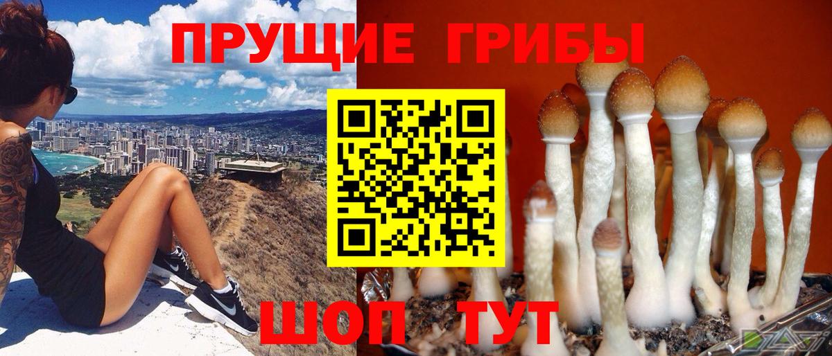 Псилоцибиновые грибы Psilocybe Искитим
